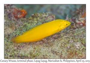 Canary Wrasse