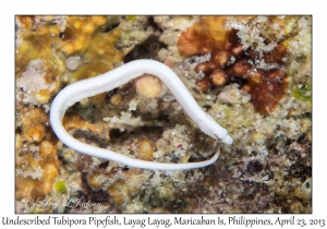 Undescribed Tubipora Pipefish