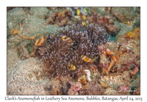 Clark's Anemonefish in Leathery Sea Anemone