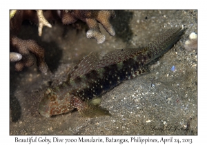 Beautiful Goby