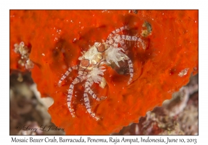 Mosaic Boxer Crab
