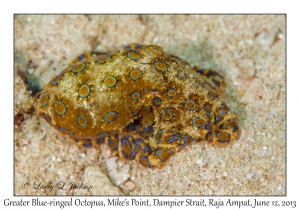 Greater Blue-ringed Octopus