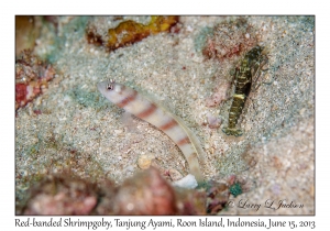 Red-banded Shrimpgoby