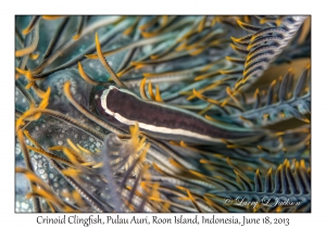 Crinoid Clingfish