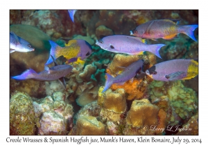 Creole Wrasses & Juvenile Spanish Hogfish