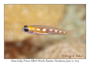 Glass Goby