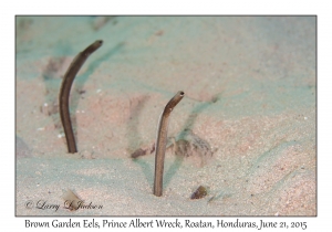 Brown Garden Eels