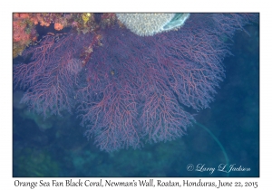 Orange Sea Fan Black Coral