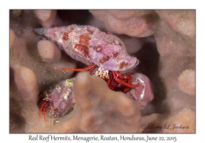 Red Reef Hermit Crabs