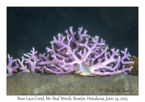 Rose Lace Coral