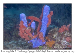 Branching Tube & Pink Lumpy Sponges