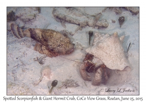 Spotted Scorpionfish & Giant Hermit Crab