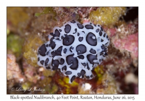Black-spotted Nudibranch