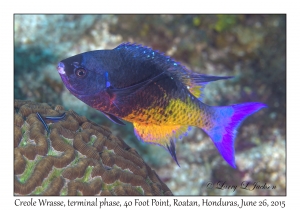 Creole Wrasse