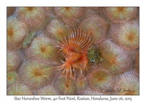Star Horseshoe Worm & Lofty Triplefin