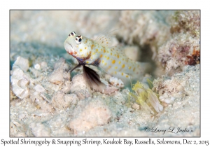 Spotted Shrimpgoby & Snapping Shrimp