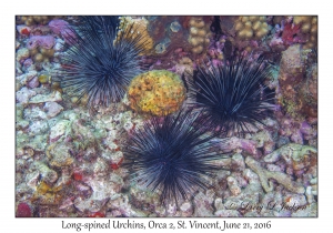 Long-spined Urchins