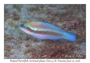 Striped Parrotfish, terminal phase
