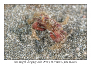 Red-ridged Clinging Crab