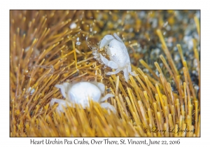 Heart Urchin Pea Crabs