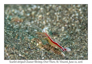 Scarlet-striped Cleaner Shrimp