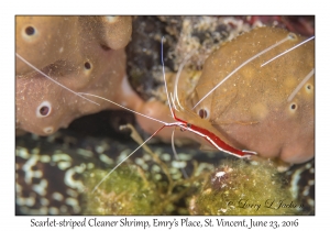 Scarlet-striped Cleaner Shrimp