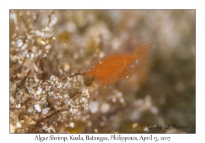 Algae Shrimp