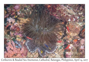 Beaded & Corkscrew Sea Anemones