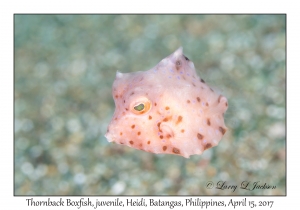 Thorback Boxfish