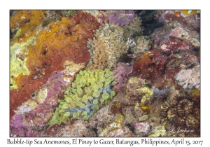Bubble-tip Sea Anemones