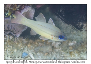 Spotgill Cardinalfish