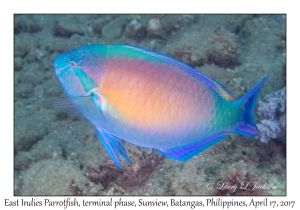East Indies Parrotfish