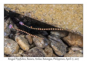 Ringed Pipefishes