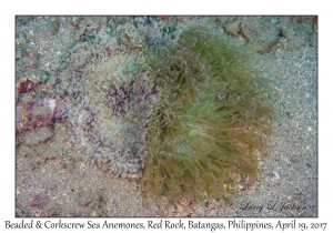Beaded & Corkscrew Sea Anemones