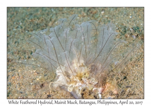 White Feathered Hydroid