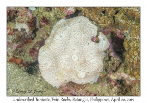Undescribed Tunicate