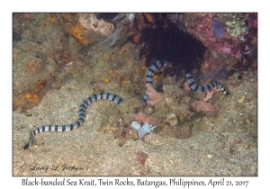 Black-banded Sea Krait