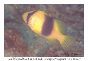 Doublebanded Soapfish