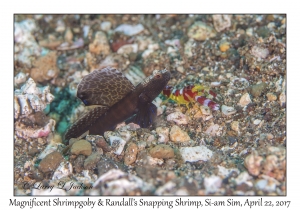 Magnificent Shrimpgoby & Randall's Snapping Shrimp