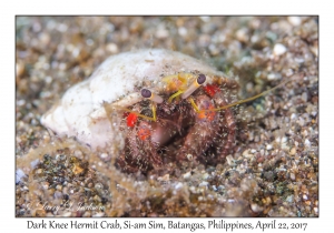 Dark Knee Hermit Crab