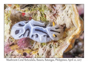 Mushroom Coral Reticulidia