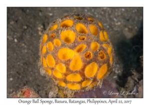 Orange Ball Sponge