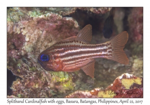 Splitband Cardinalfish