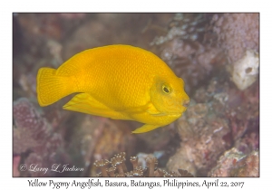 Yellow Pygmy Angelfish