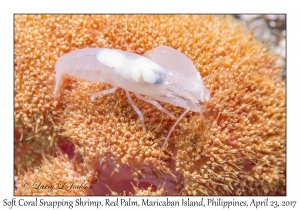 Soft Coral Snapping Shrimp