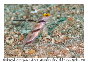 Black-rayed Shrimpgoby