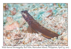Wide-barred Shrimpgoby