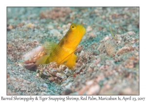 Barred Shrimpgoby & Tiger Snapping Shrimp
