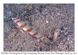 Slantbar Shrimpgoby & Tiger Snapping Shrimp