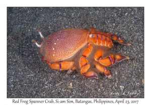 Red Frog Spanner Crab